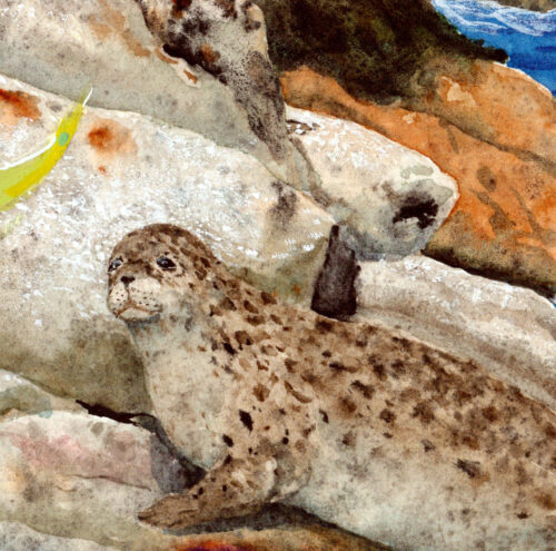 harbor seal, baby seal, maine seal