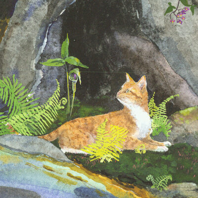 marmalade cat, wisewoman's cat, reclining cat, cat in ferns, cat in bracken